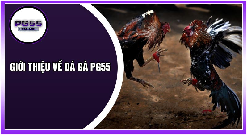 Giới Thiệu Về Đá Gà PG55