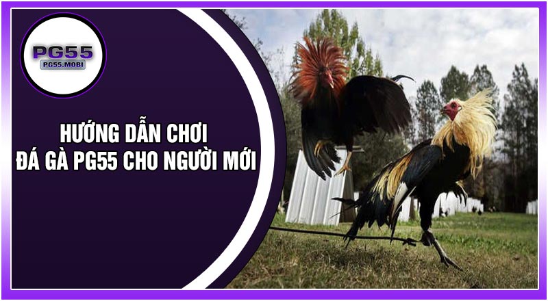 Hướng Dẫn Chơi Đá Gà PG 55 Cho Người Mới